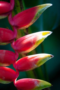 Hong Kong parkında çiçek ve bitki 8 Temmuz 2007