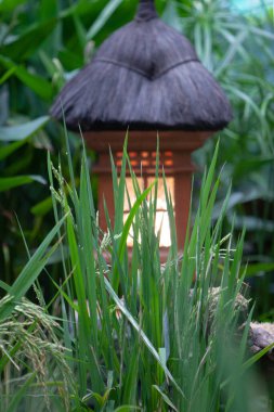 Hong Kong Parkı 'nda yaz mevsimi 8 Temmuz 2007