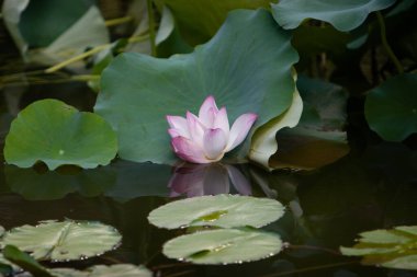 Yeşil Yaprak 'tan Kırmızı Lotus Surround 8 Temmuz 2007