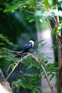 Hong Kong 'da 8 Temmuz 2007' de beyaz başlı bir Siyah Bulbul bulundu.