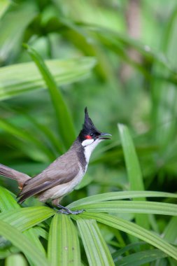 Kızıl Bıyıklı Bulbul 'un Portresi 8 Temmuz 2007
