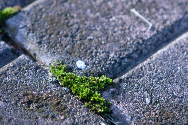 Small Plant Growing Small Dark Hole — Stock Photo, Image