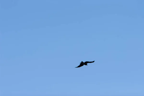 Fågel Som Flyger Himlen Med Ett Dramatiskt Moln Juily 2007 — Stockfoto