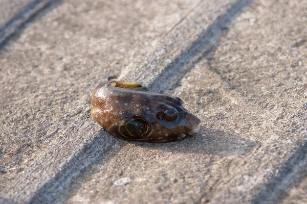 Pez Fugu Pez Venenoso También Conocido Como Pez Globo Juily —  Fotos de Stock