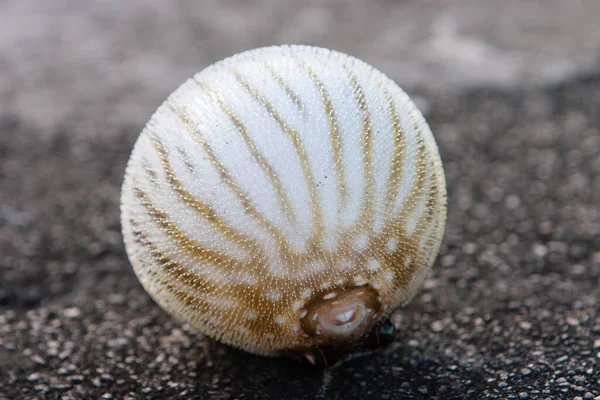 Balık Fugu Zehirli Balık Kirpi Balığı Olarak Bilinir Temmuz 2007 — Stok fotoğraf