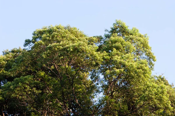Gran Árbol Naturaleza Aire Libre — Foto de Stock