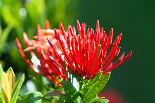 Ανθός Rubiaceae Ixora Cocccinea Λουλούδι Στον Κήπο — Φωτογραφία Αρχείου