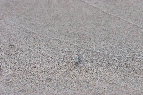 Una Texture Sabbia Spiaggia Sabbia Terra Fondo — Foto Stock