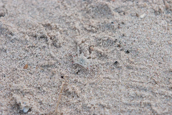 Uma Textura Areia Praia Areia Para Back Ground — Fotografia de Stock