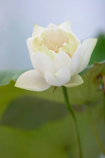 Blooming White Lotus Flower Green Leaf July 2007 — Stock Photo, Image