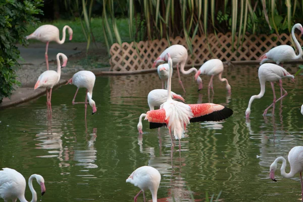 Gruppe Røde Flamingoer Kowloon Park Juli 2007 - Stock-foto