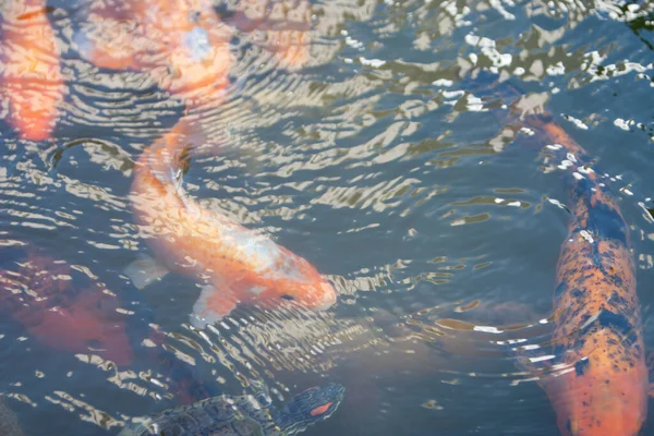 Ikan Hias Berwarna Mengapung Kolam Buatan Dilihat Dari Atas Juli — Stok Foto