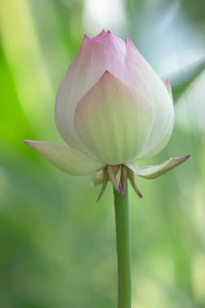 一朵美丽的粉红莲花 还有身边的荷花花蕾 July 2007 — 图库照片