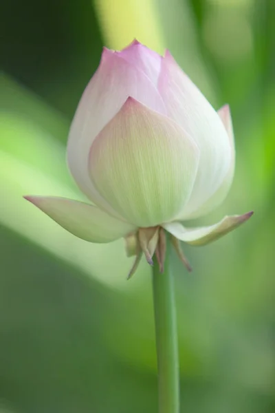 Uma Bela Flor Lótus Rosa Flor Lótus Botão Lado Dele — Fotografia de Stock