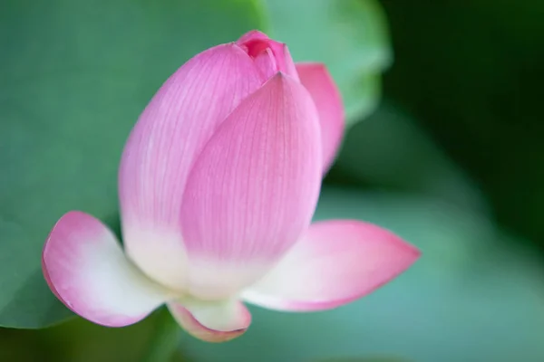 Una Hermosa Flor Loto Rosa Brote Flor Loto Lado Julio — Foto de Stock