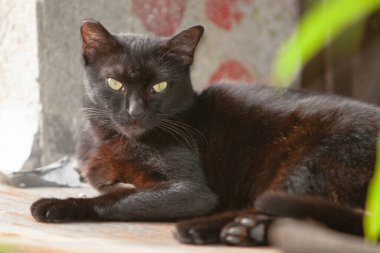 Sokaktaki omletsiz kedi.