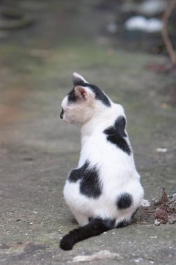 Sokaktaki çizgili evsiz kedi.