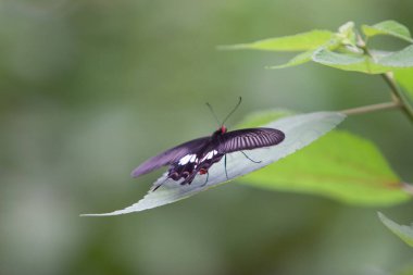 8 Eylül 2020 Kelebek fabrikada, doğa arka planı