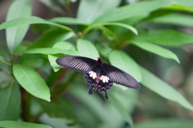 8 Eylül 2020 Kelebek fabrikada, doğa arka planı