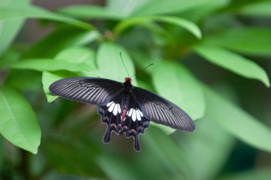 8 Eylül 2020 Kelebek fabrikada, doğa arka planı