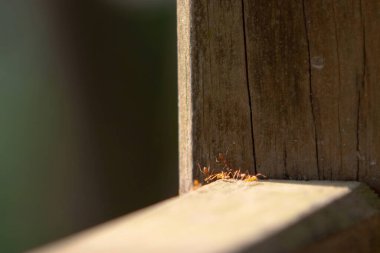 an ant at the wood back ground