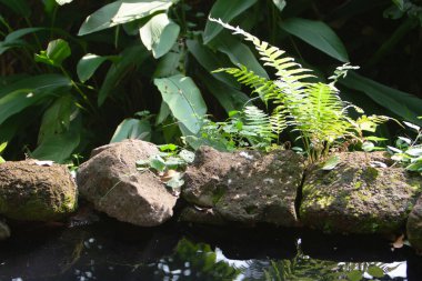 a side of garden pool with nature 8 Sept 2020