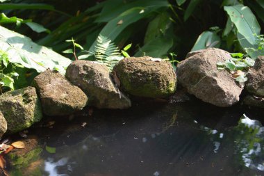 a side of garden pool with nature 8 Sept 2020