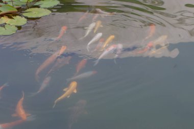 Doğal bitkilerle dolu havuzda kırmızı turuncu koi balığı. 8 Eylül 2020