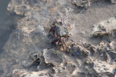 Bir Kum Yengeci, bir vahşi yaşam yengeci
