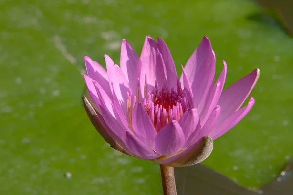 Colored Water Lily Lotus Flower Floating Deep Blue Water Pond — 스톡 사진