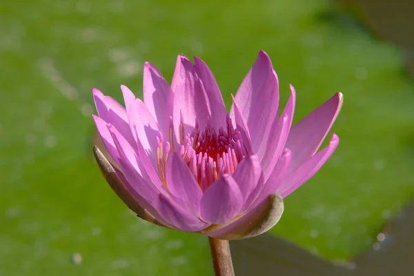 Colored Water Lily Lotus Flower Floating Deep Blue Water Pond — 스톡 사진