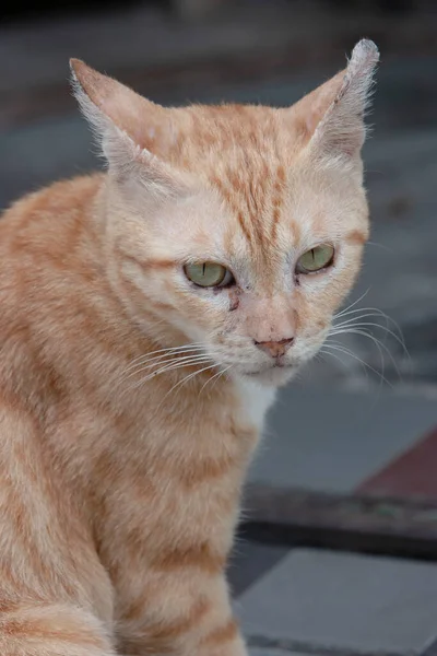 Sokaktaki Çizgili Evsiz Kedi — Stok fotoğraf