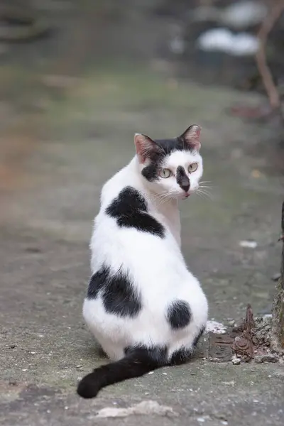 Gato Sin Hogar Rayado Calle — Foto de Stock