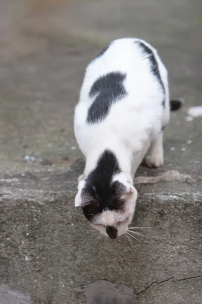 Die Obdachlose Gestreifte Katze Auf Der Straße — Stockfoto
