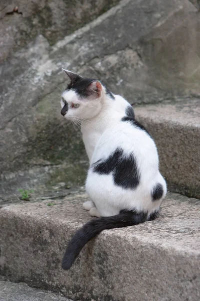 Die Obdachlose Gestreifte Katze Auf Der Straße — Stockfoto