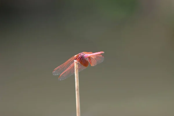 Närbild Dragonfly Vetenskapligt Namn Anisoptera — Stockfoto