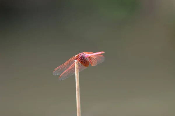 Nahaufnahme Einer Libelle Wissenschaftlicher Name Ist Anisoptera — Stockfoto