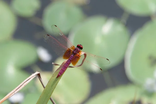 Κλείσιμο Του Dragonfly Επιστημονική Ονομασία Είναι Anisoptera — Φωτογραφία Αρχείου