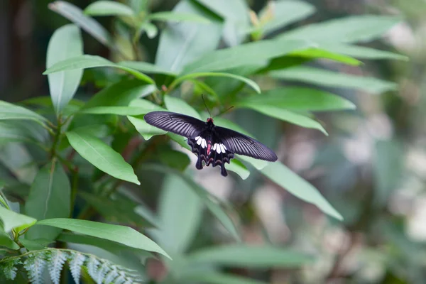 Вересня 2020 Метелик Рослині Фон Природи — стокове фото