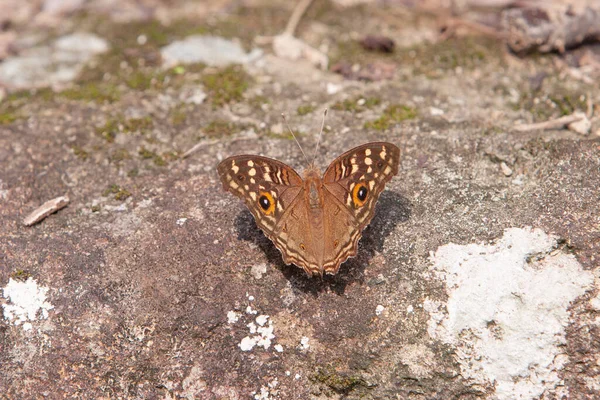 Papillon Sur Sol Ciment — Photo