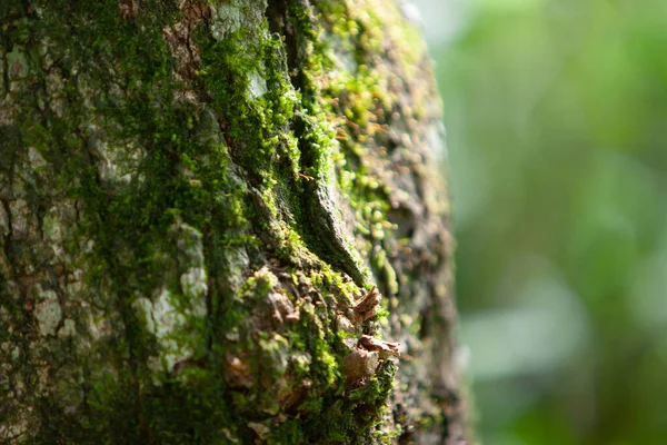 Path Leading Tropical Rain Forest — Foto de Stock