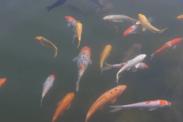 Ikan Koi Warna Oranye Merah Kolam Renang Dengan Tanaman Alami — Stok Foto