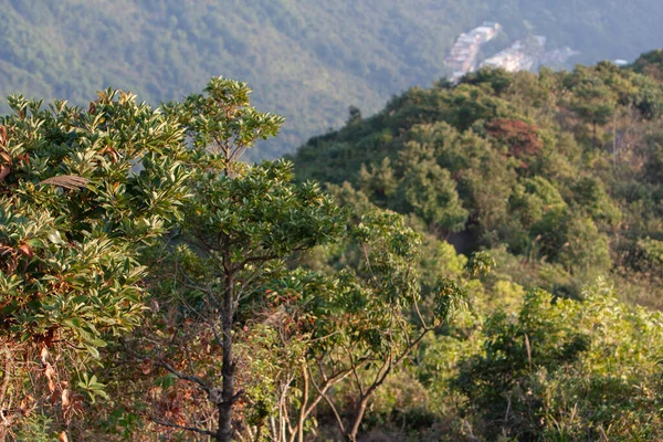 Visão Natureza Sai Kung Razor Hill Nov 2007 — Fotografia de Stock