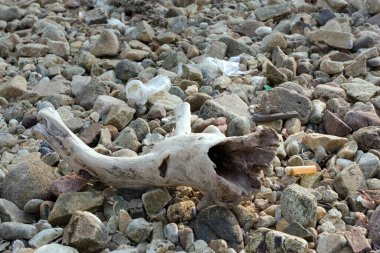 Sunny Körfezi kıyısındaki kaya ve taş 2 Aralık 2007