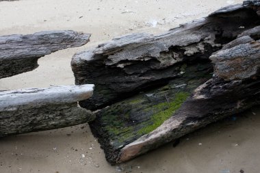 2 Aralık 2007 'de gri gökyüzü olan kumsalda bir orman.