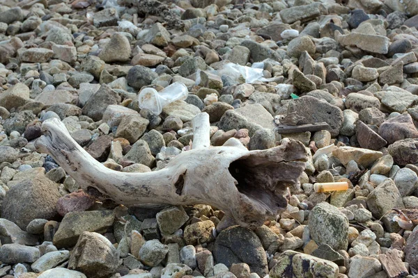 Sunny Körfezi kıyısındaki kaya ve taş 2 Aralık 2007