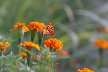 Hong Kong 'un doğasında kelebek 3 NOV 2007