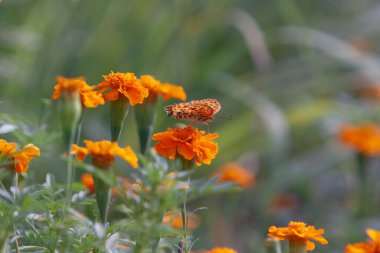 Hong Kong 'un doğasında kelebek 3 NOV 2007