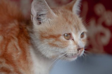 Turuncu uzun saçlı küçük bir kedi. Hong Kong. 