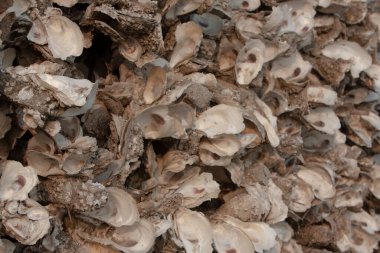 Lau Fau Shan Plajındaki İstiridye Kabuğu 3 NOV 2007